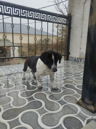 İtlər: Zvonok, 8 ay, Dişi — 8