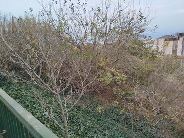 Torpaq sahələrinin satışı: 10 sot, Makler, Kupça (Çıxarış) — 10