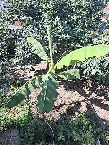 xoruz otu bitkisi: Banana ağacı (bar veren sort)– bağ üçün dekorativ bitki Bitki hazır — 2