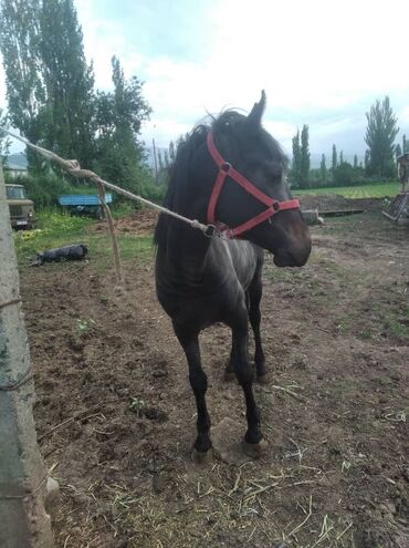 лошадь кыргызстан: Продаю | Жеребец | Полукровка | На забой, Для разведения, Рабочий
