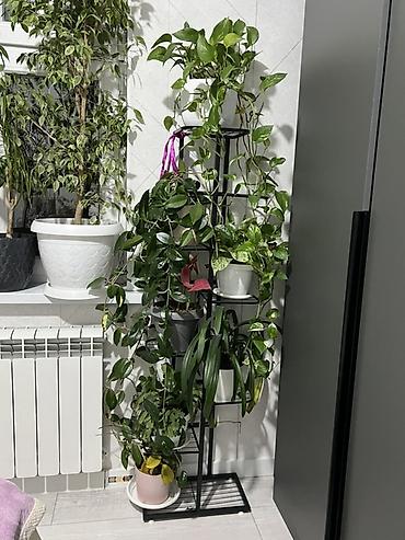 Диффенбахии: Комнатные растения в декоративных горшках - Диффенбахия крупнолистная — 39