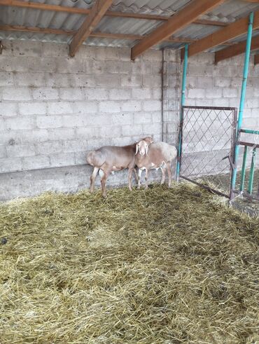 дом для собаки: Продаю | Баран (самец) | Арашан | Для разведения | Осеменитель