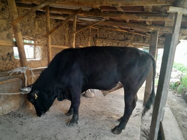 Коровы, быки: Срочно нужын деньги 💰 💰 грудь 184
