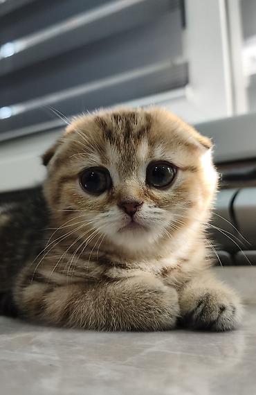 Продажа кошек: Скотиш Фолд (Шотландская вислоухая), 2 месяца, Девочка — 7