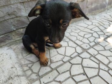 мексиканская собака: Miniature Pinscher, 2 айлык, Эркек