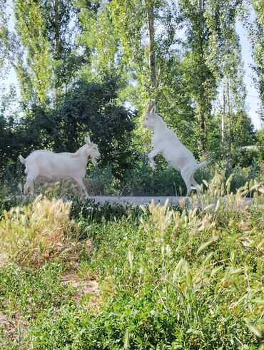 продажа козлов: Сатам | Эчки (ургаачы) | Заанен | Көбөйтүү үчүн