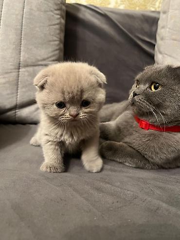 Pişiklər: Şotland yastı qulaq, Erkək, Dişi, Yaxşı əllərə — 8