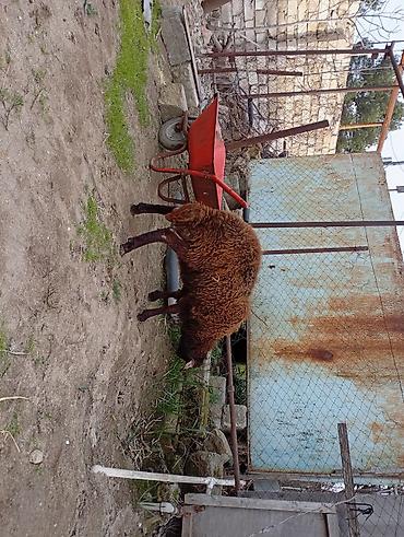 bogaz keci: Salam. iki qarın doğmuş cins qoyun və bir illik erkək toğlu satılır — 1