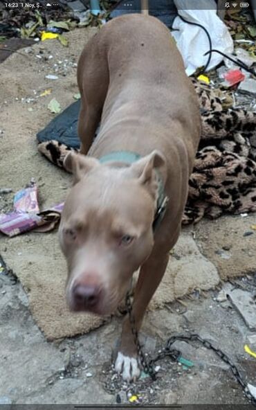 sort itler: Питбуль, 1 месяц, Самка, С прививками, Платная доставка at lalafo.az sort itler: Питбуль, 1 месяц, Самка, С прививками, Платная доставка