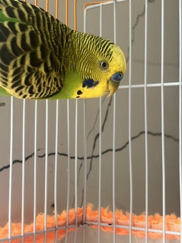 Tutuquşları: Salam hazır cüt iki dene pspuqaylar yaşıl olan erkek göy olan dişi — 6