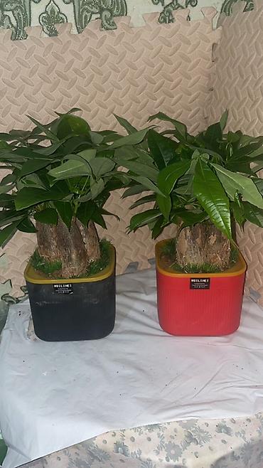 Антуриумы: Комнатные декоративные растения в горшках: - Антуриум (красные — 5