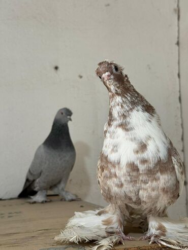 лотки для перепелиных яиц: Продаю двоих голубей