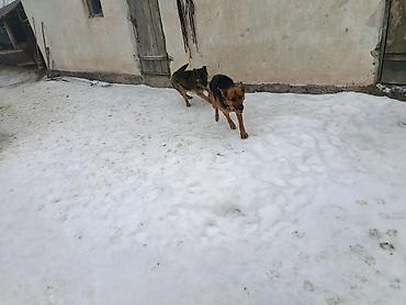 Продажа собак: Немецкая овчарка, 5 лет, Самка — 7