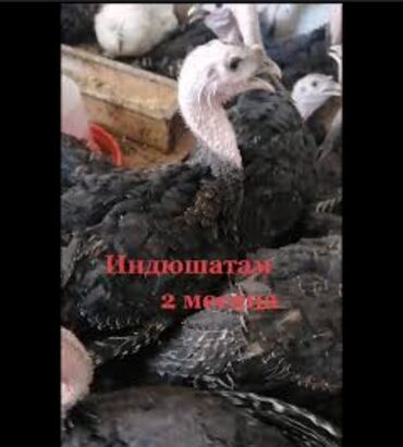 домик для волнистых попугаев: Индюктун 2 айлык балапандары сатылат 35 шт бар at lalafo.kg домик для волнистых попугаев: Индюктун 2 айлык балапандары сатылат 35 шт бар