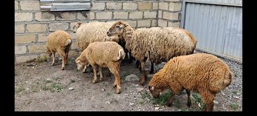 heyvan sahiblenme: Qoyun yerli. 3 Ana. 6 Bala. Balaları iridi. 2 anası Boğazdı