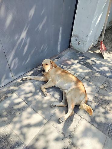 golden it cinsi: Retriever, 8 ay, Erkək, Peyvəndli — 4