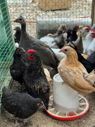 бролерные индюшата: 🐣Продаю декоративные карликовые породы кур и петухов! Отличные
