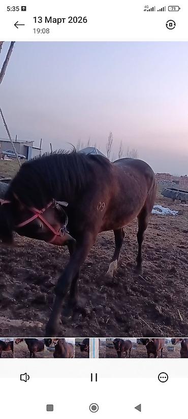 Лошади, кони: Продаю | Жеребец | Рабочий — 9