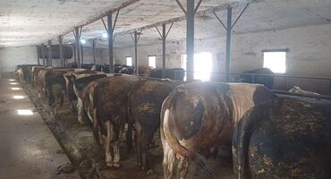 работа водитель категории б: Жумуш Таласта малчы керек айлык акысы 25000сом