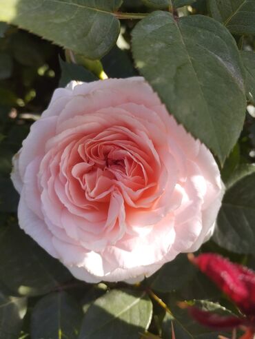 Садовые цветы и кустарники: Садовые розы — срезочные и для посадки Описание: - Разновидности — 22