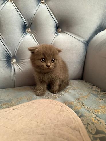 Pişiklər: Şotland, Erkək, Dişi — 13