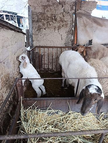 Баран, овца: Продаю | Овца (самка) | Для разведения | Матка — 2