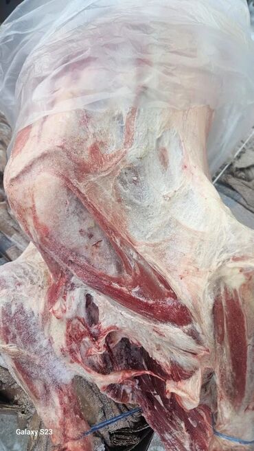 Мясо: Баранина : Лопатка, Более 10 кг — 9