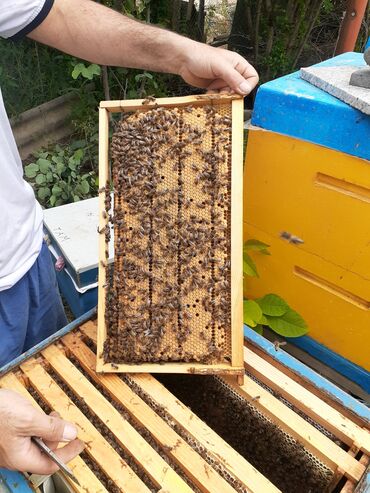 ana arı satışı: Arı ailəsi satılır