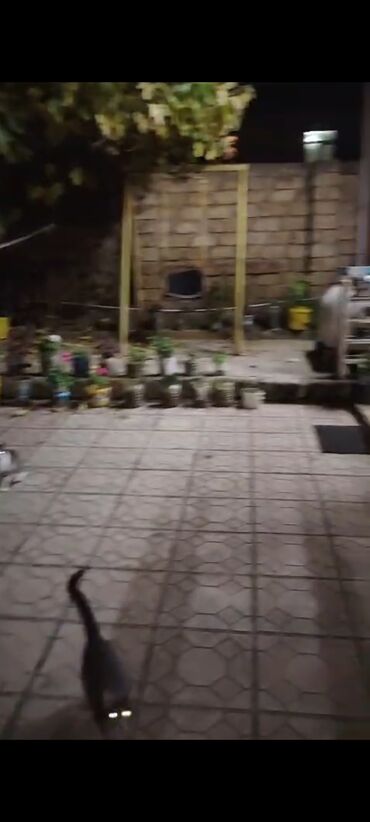 Uzunmüddətli kirayə evlər: 60 kv. m, 2 otaqlı, Qaz, İşıq, Su — 23