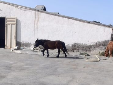 at satşı: Самка, Poni, лет: 5, Самовывоз