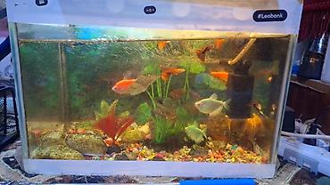 купить аквариум в баку: 2 eded avkarium satilir komplekt sekildedi her birinin ici tam doludu — 1