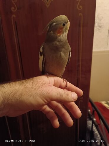 Tutuquşları: Bir dənə 2 ay 2 günlük korela balası Dişiyə oxşayır Sağlamdır öz — 3