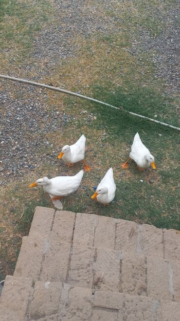 Xoruzlar: Ağ Pekin ördəkləri – 4 baş - Cins: Ağ Pekin (ətlik-yumurtalıq