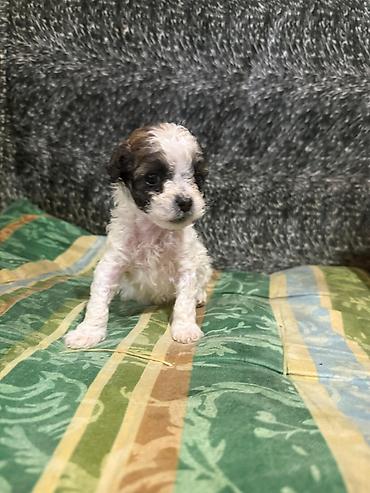 İtlər: Pudel, 1 ay, Dişi -da lalafo.az — 4 İtlər: Pudel, 1 ay, Dişi — 4