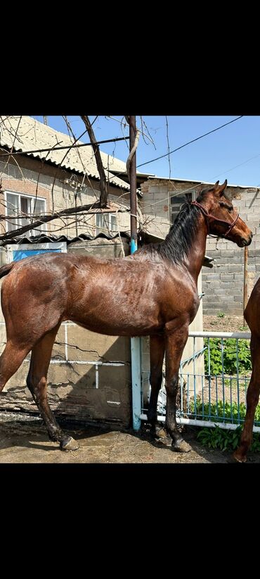 продаю конь: Продаю | Жеребец | Английская | Для разведения, Конный спорт | Племенные, Осеменитель
