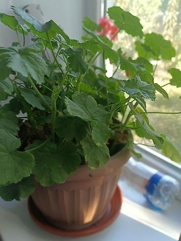 Драцены и Сансевиерии: Продаю комнатные цветы. Цены разные at lalafo.kg — 9 Драцены и Сансевиерии: Продаю комнатные цветы. Цены разные — 9