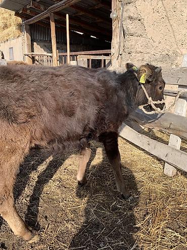 Коровы, быки: Продаю | Тёлка, Музоо, торпок | На откорм, На забой, Для разведения at lalafo.kg — 9 Коровы, быки: Продаю | Тёлка, Музоо, торпок | На откорм, На забой, Для разведения — 9