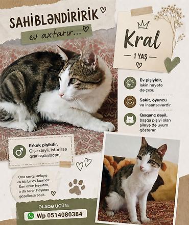 sarı pişik: Erkək, Yaxşı əllərə, Pulsuz çatdırılma — 1