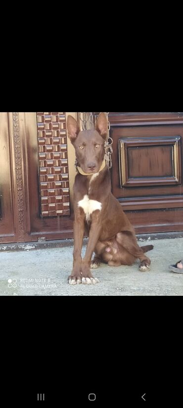 İtlər: Doberman, 6 ay, Erkek, Ünvandan götürmə