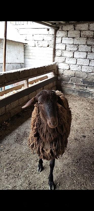 Qoyunlar, qoçlar: Qarabaş yerli cins qoç - Rəngi: tünd qəhvəyi, qarabaş - Cinsi: yerli — 10