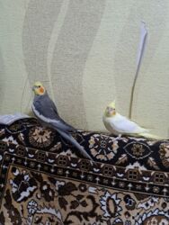 Информатика: Cut korella hazir ikiside ruçnoy quslardi saglam gozel mehriban