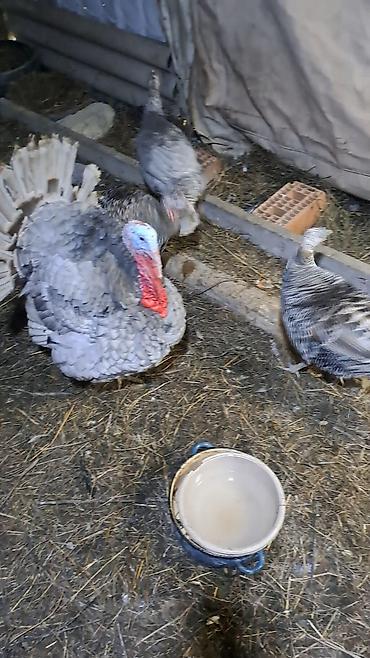 Hinduşkalar: Erkək, Damazlıq — 8