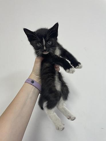 Котята в добрые руки! Им около месяца, скорее всего мальчики, пока
