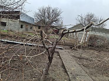 Дрова: Алма-Бак бутайбыз
Обрезка плодовых деревьев — 3