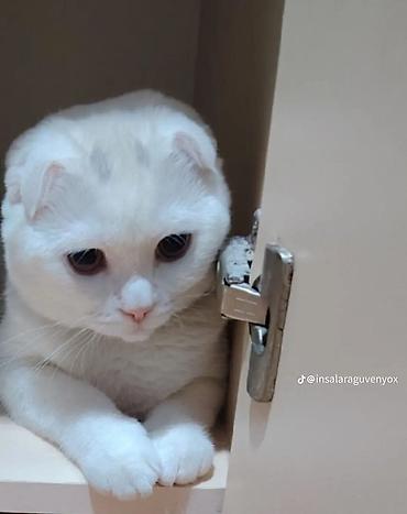 Кошки: Шотландская вислоухая — 1