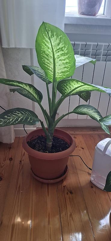 dekorativ goyercinler: Dieffenbaxiya (Dieffenbachia) – iri, zolaqlı yarpaqları olan dekorativ — 8