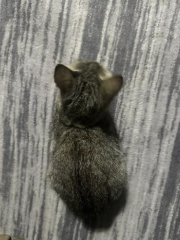 коён ош: 🐱 Отдам котят в добрые руки БЕСПЛАТНО! Даром 😔💔. Очень срочно! Ищем — 6