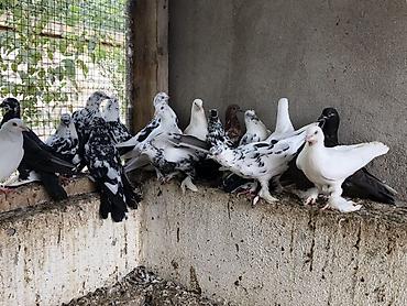 ordək balası və cucə: Naxçıvan göyərçinləri – Salto-Uçuş və Dekorativ Ve Bağış üçün seçmə — 1