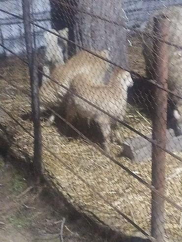 Qoyunlar, qoçlar: Qoyun və quzular - Cins: yerli ətlik/yunlu tip (şəkillərdə ana — 10