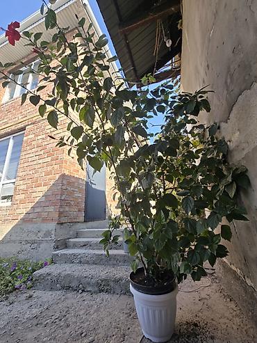 цветы малачай: Гибискус (китайская роза) в горшке - Крупномерный куст, высота около — 1